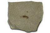 Eocene Fossil Cricket (Orthoptera) - Green River Formation #356696-1